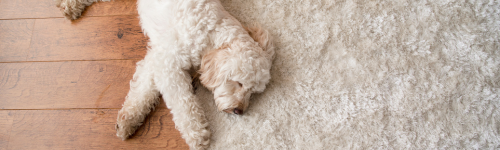 Choosing the Right Rug For Your Needs